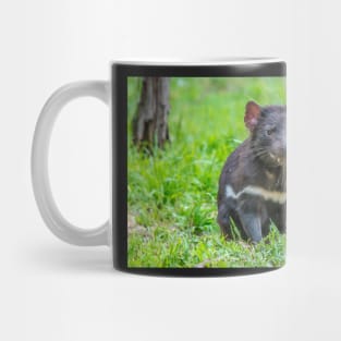 Tasmanian Devil watching Mug